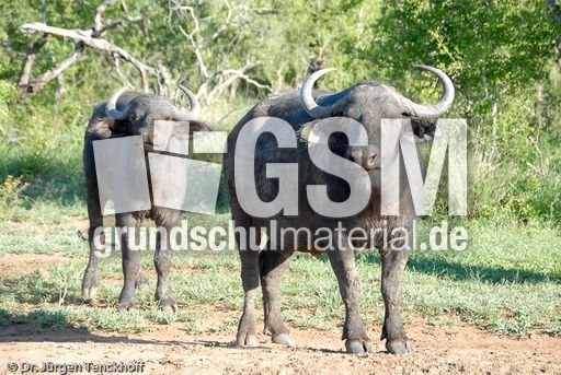 Afrikanischer Büffel (33 von 102).jpg